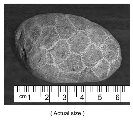 earth question 49 figure