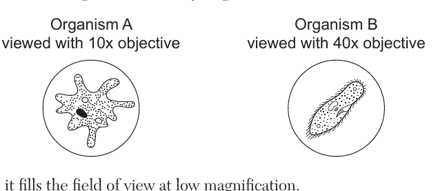 live question 31 figure